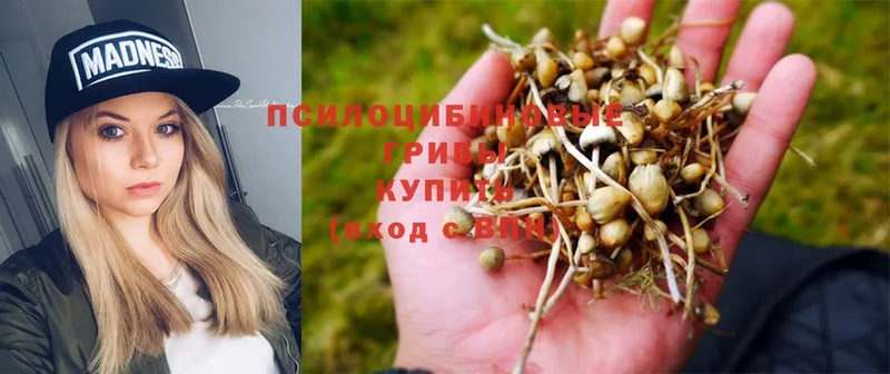 Псилоцибиновые грибы Psilocybe  цена наркотик  mega tor  Энем 